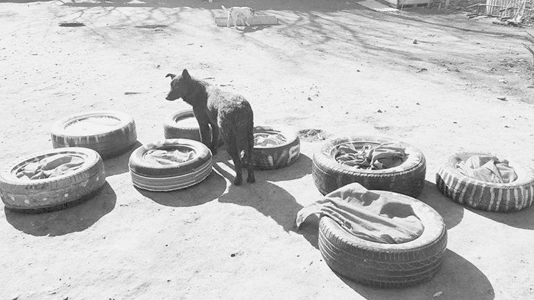 Inauguraron mejoras en el refugio canino que funciona en la Isla Jordán.
