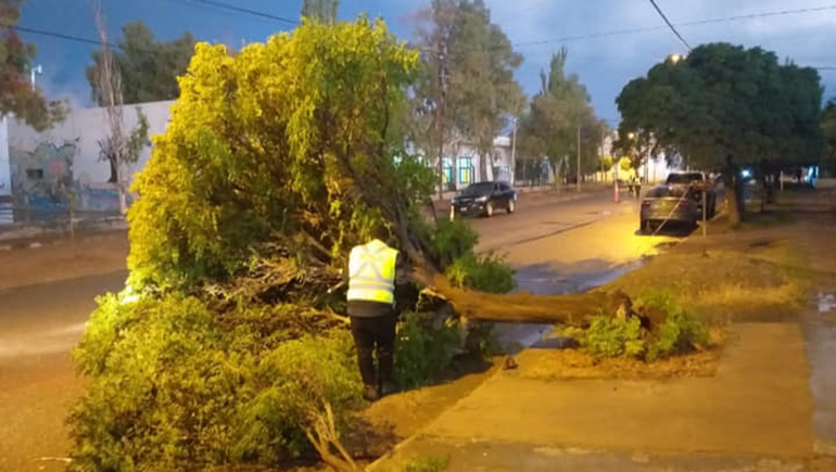 Un rayo derribó un árbol en Centenario: no hubo heridos