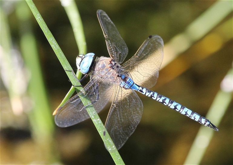 Las libélulas se alimentan de mosquitos, lo que es beneficioso para disminuir su presencia. 