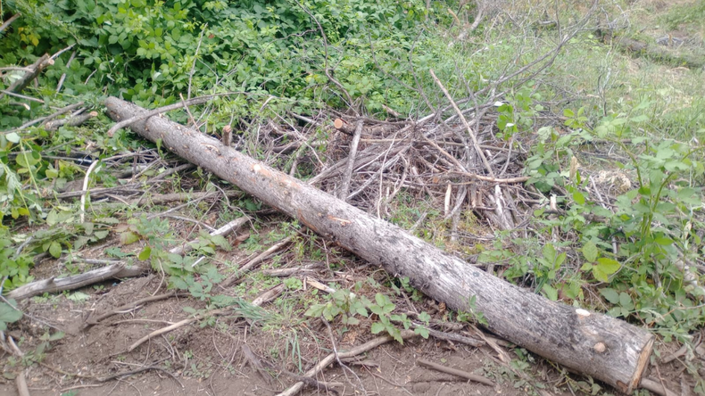 La policía rionegrina detuvo a tres personas por talar ilegalmente arboles en el Área Protegida Cabeza del Indio en El Bolsón.