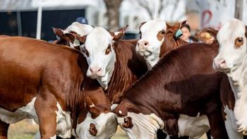 La investigación midió el contenido proteico de distintos cortes bovinos y reveló cuáles ofrecen el mayor aporte de proteína de alta calidad, en línea con las nuevas tendencias de alimentación saludable.