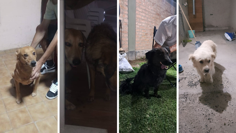 Otra vez la pirotecnia en Cipolletti: perros asustados escaparon de sus hogares