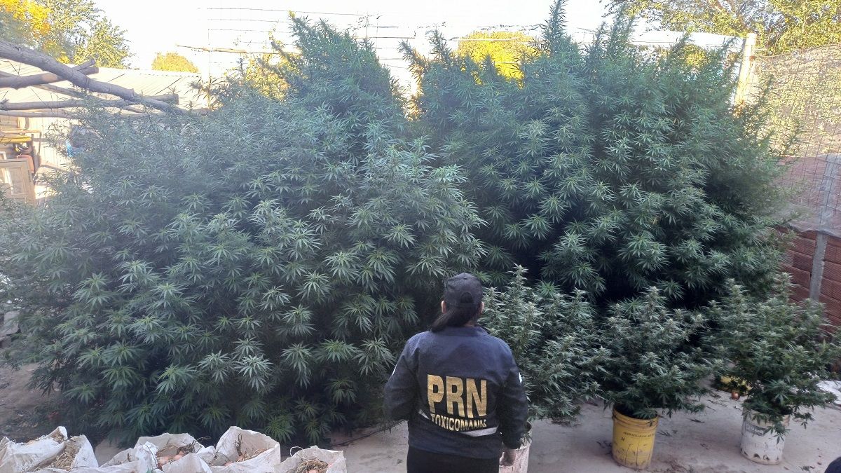 La Policía desbarató un punto de venta marihuana con plantas de más de 4 metros