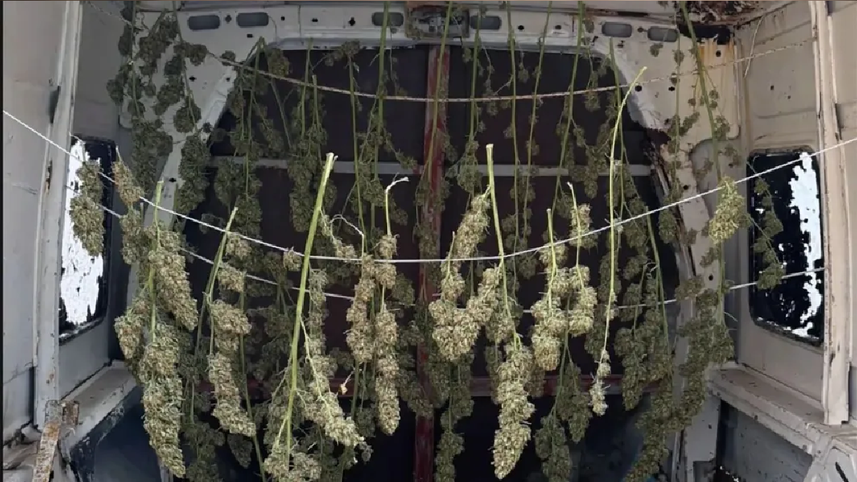 El operativo secuestró 1,273 kilos de cogollos de marihuana secos y listos para la venta.