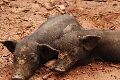 El cerdo es uno de los animales que provoca la triquinosis.&nbsp;