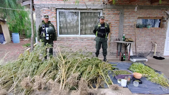 Gendarmería Nacional incautó más de 24 kilos de marihuana en allanamientos realizados en el Alto Valle.