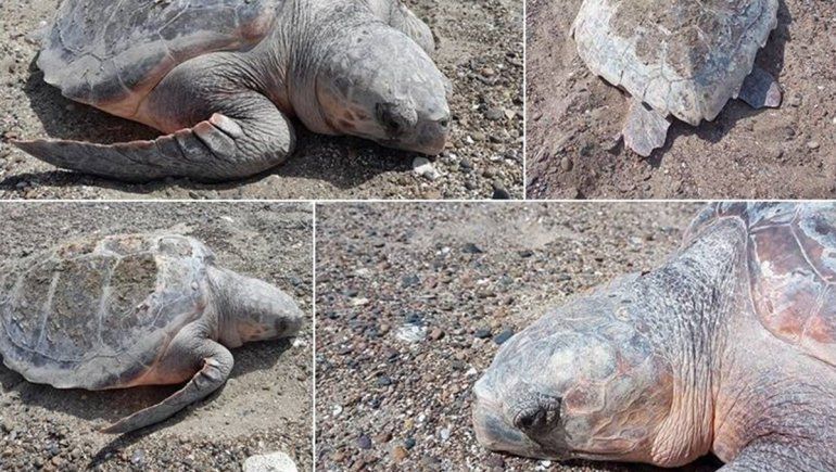 Sorpresa en Patagones por la aparición de una tortuga marina