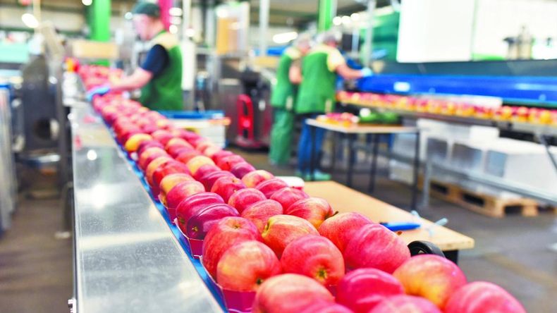 Pese a la baja estacional de precios, las cotizaciones de manzanas en Europa se ubican por encima de la media de las últimas temporadas. | LMCipolletti.com Pese a la baja estacional de precios, las cotizaciones de manzanas en Europa se ubican por encima de la media de las últimas temporadas.