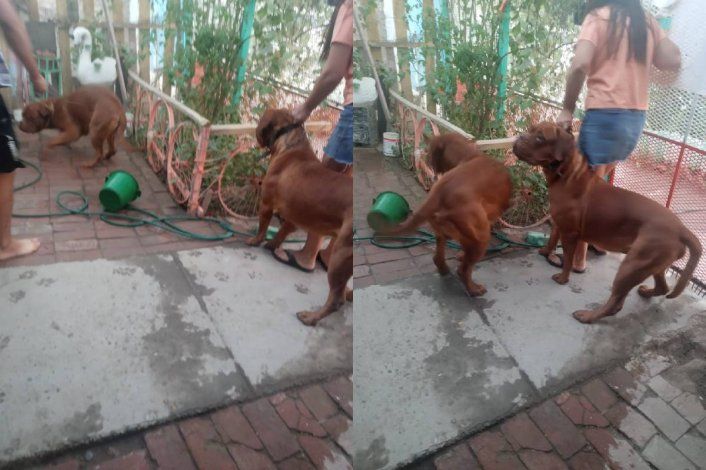 Visitaron a los dueños de los perros asesinos