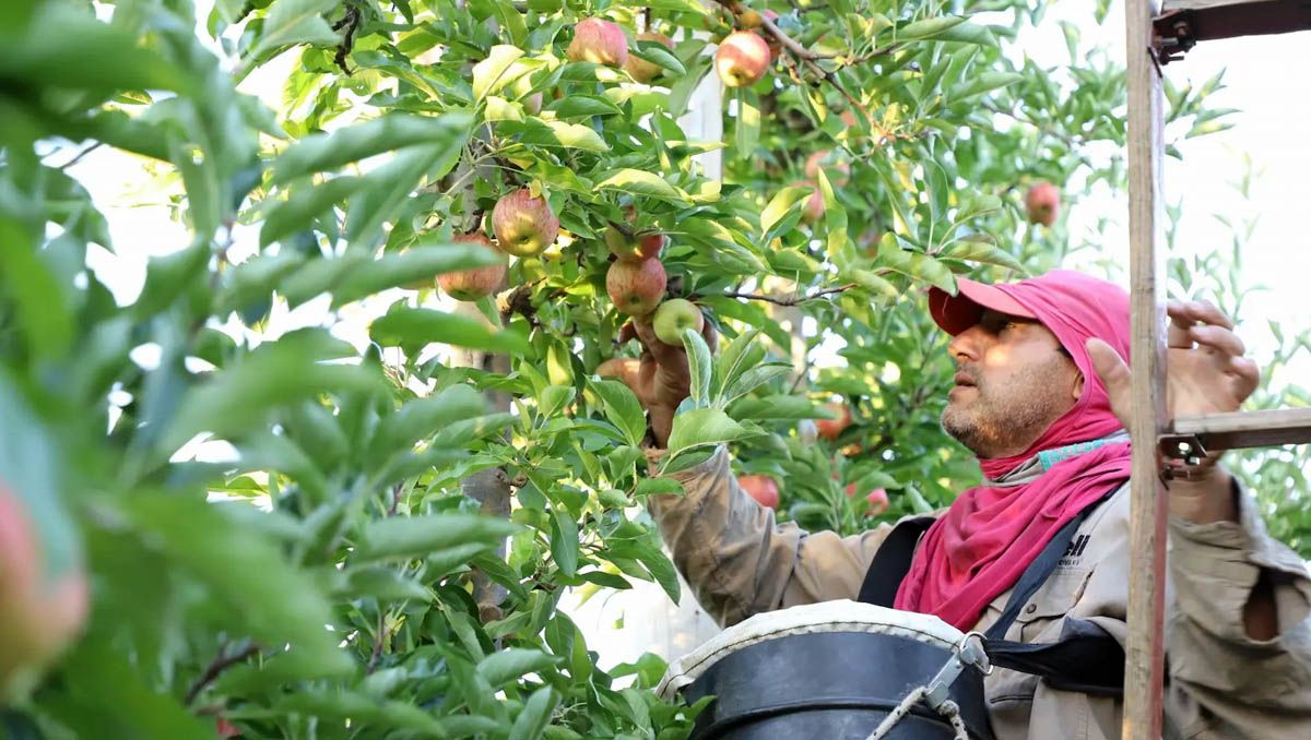 Llegaron más de 7 mil trabajadores para levantar la cosecha