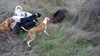 institucion cipolena busca prohibir la caza de jabali con perros