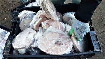 escandalo por la prohibicion al pescado: a cipolletti no volvemos