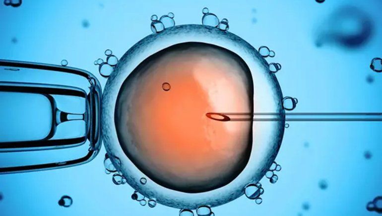 Espermatozoides creados desde células madres