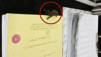 El murciélago sobre los expedientes.