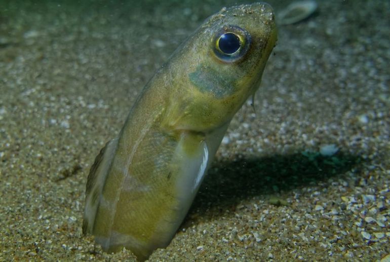 Buzo marisquero y fotógrafo descubre raro pez en el golfo San Matías