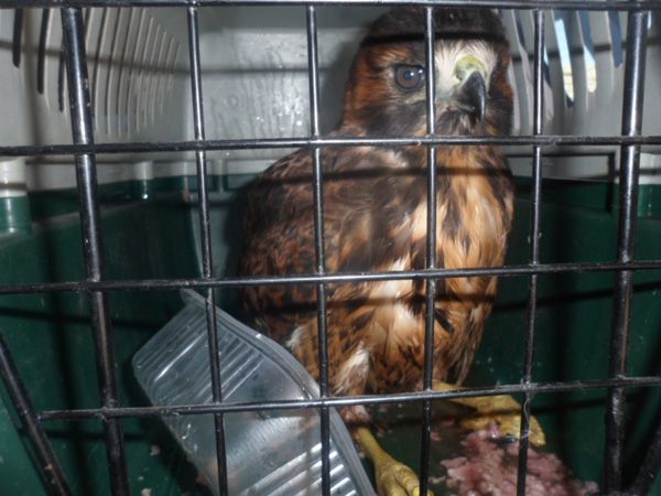 Llevaba un águila en el auto