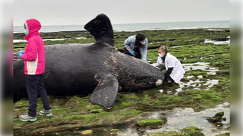 Hallan una cría de ballena muerta en Las Grutas.