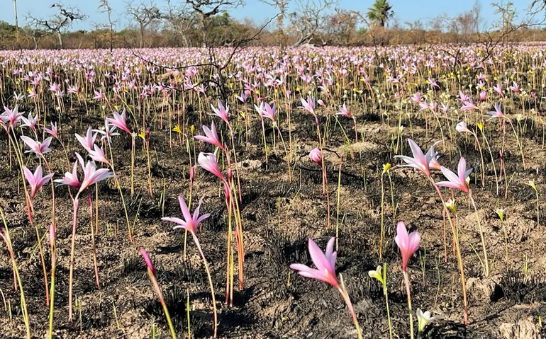 Milagro en los Esteros del Iberá tras los incendios: Crecieron flores entre las cenizas