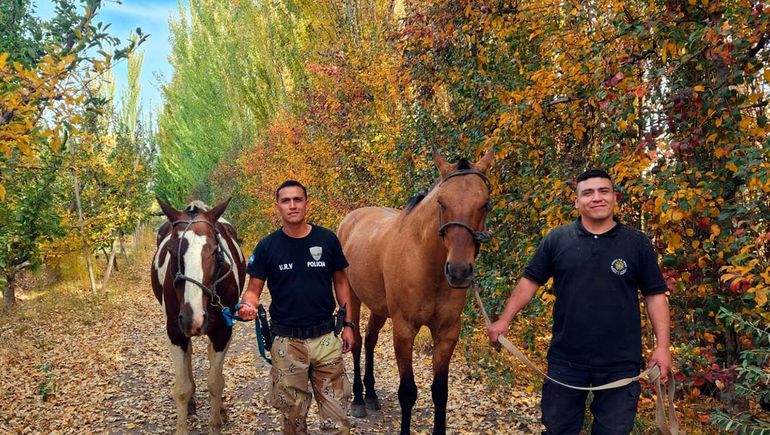 Por las denuncias de vecinos, comienzan a resguardar a los caballos sueltos