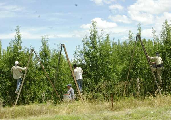 Fijan nuevas condiciones laborales para trabajadores temporarios