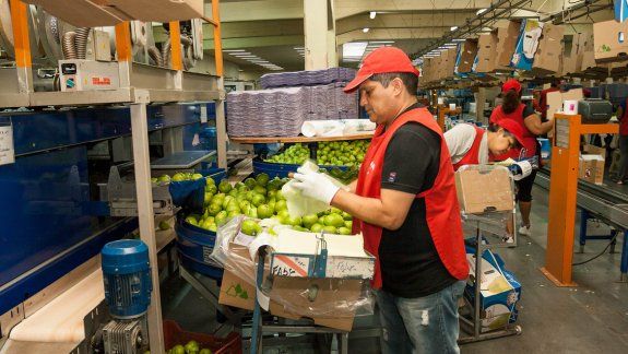 Buscan dólares para modernizar  la fruticultura
