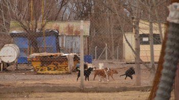 la guarderia y zoonosis vuelven a servicios publicos