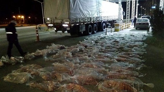 Decomisaron más de una tonelada de carne ilegal