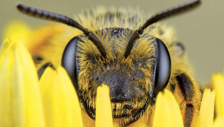 La ciencia demostró que las abejas pueden resolver rompecabezas