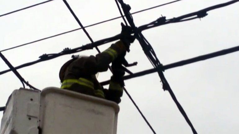Espectacular operativo para rescatar a un gato que se habia trepado por los cables de luz