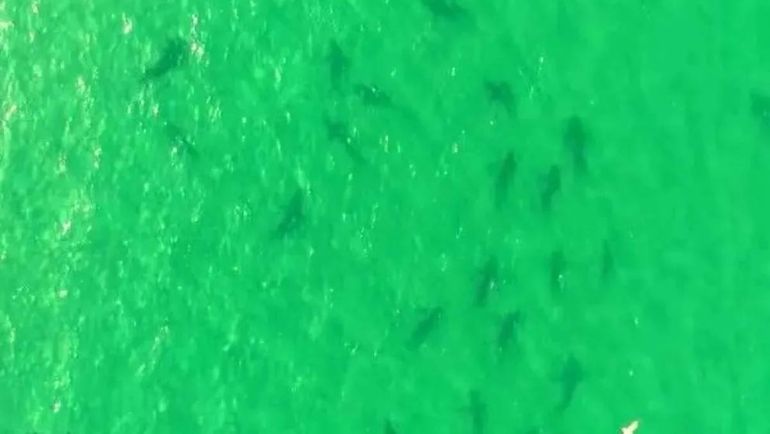 Más de 100 tiburones sorprendieron en la costa rionegrina y quedaron filmados: ¿Por qué los ocultan?