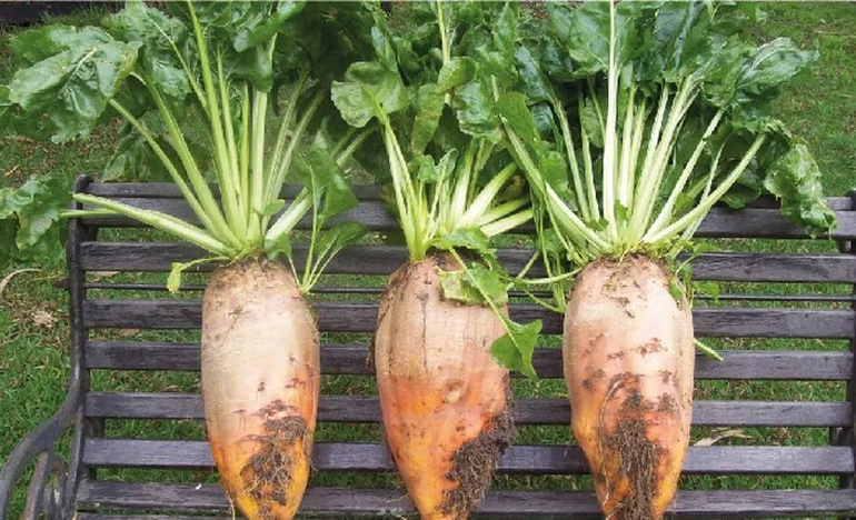 Jornada a campo: avances en el cultivo de remolacha forrajera en Río Negro