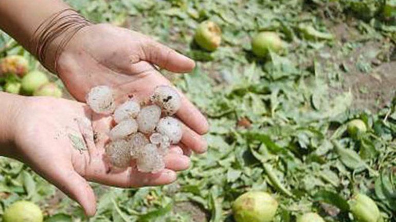 Funcionarios de Provincia recorren las chacras afectadas por el granizo