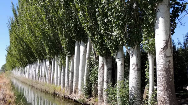 La polilla fue detectada por primera vez en Chile en el año 2015, sobre cortinas de árboles de salicáceas