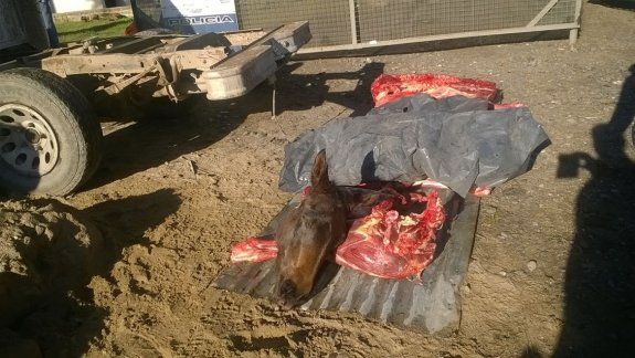 El hallazgo de la cabeza del caballo generó horror entre los efectivos policiales.
