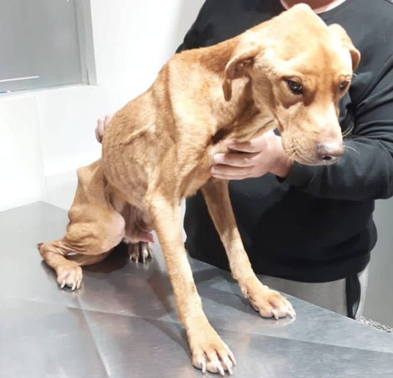 El patético estado del pobre perrito desnutrido.