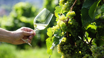 13 de marzo, dia mundial del riesling