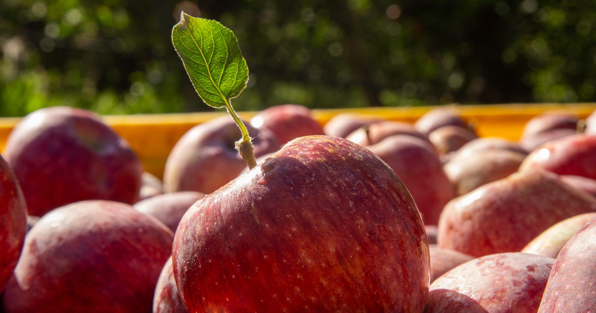 La manzana argentina pareciera que quiere volver a emerger como protagonista del mercado internacional.