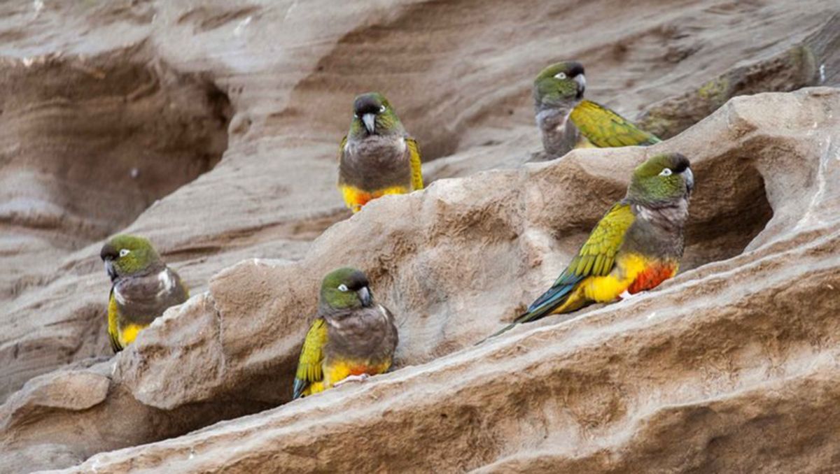 Proyectan creación de reserva natural para preservar la colonia de loros barranqueros