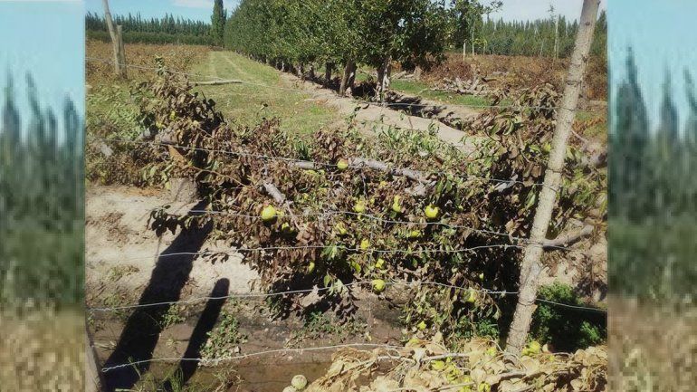 Le ofrecieron migajas por su cosecha y taló todos sus frutales