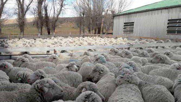 Denuncian a una funcionaria por el robo de ovejas
