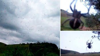 una lluvia de aranas sorprendio a todos en brasil