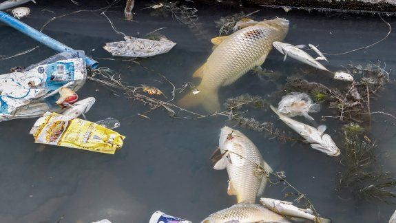 Hay peces muertos en el canal y los vecinos están hartos del olor