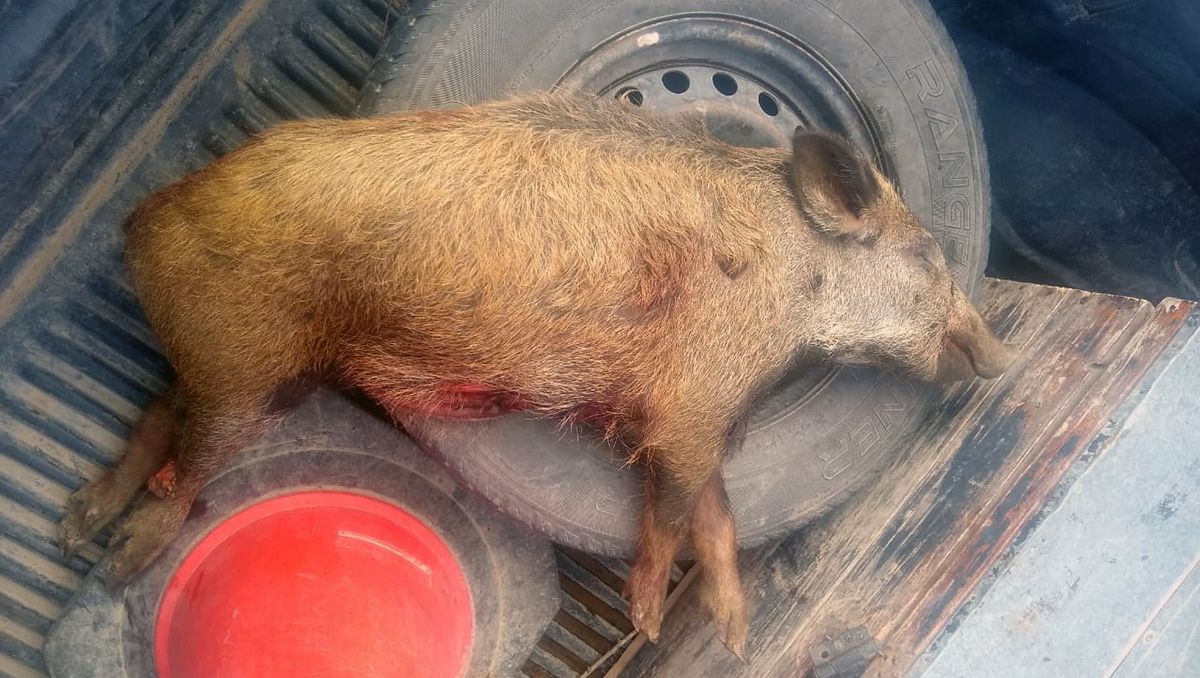 Cargaban un jabalí muerto y los descubrieron: no tenían permiso de caza
