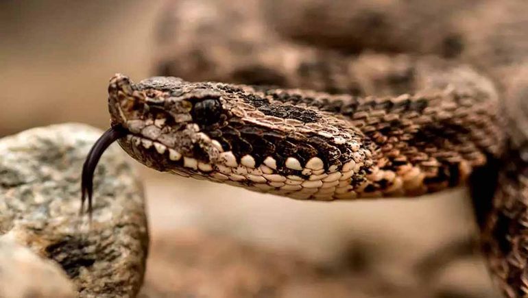 Un hombre fue mordido por una serpiente en Regina: qué hacer y qué no