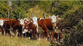 La gira propuso cuatro días intensos de recorridas técnicas por establecimientos emblemáticos de la región. | LMCipolletti.com La gira propuso cuatro días intensos de recorridas técnicas por establecimientos emblemáticos de la región.