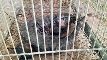 extrana aparicion: abrieron la puerta de su casa y se les metio un lagarto