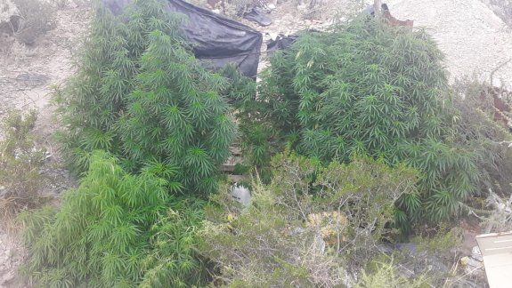 Las plantas de marihuana secuestradas en la toma.&nbsp;