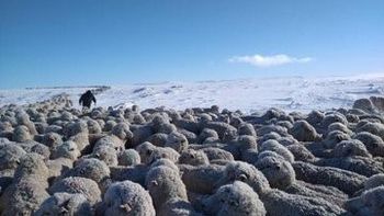 patagonia: claves para proteger a los animales ante las fuertes nevadas