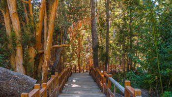 reforestaron el parque nacional los arrayanes
