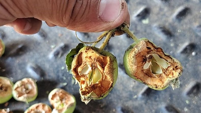 Preocupación por los daños de la nueva plaga que afecta a frutales